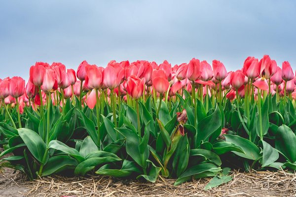 Maximiser l'Espace de Votre Cabane de Jardin : Astuces et Solutions Ingénieuses